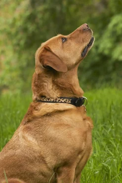 HC Classic Dog Collar
