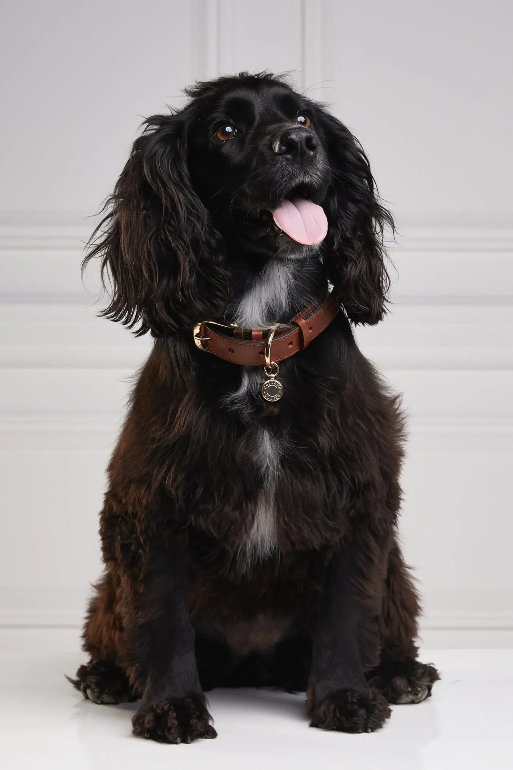 HC Classic Dog Collar