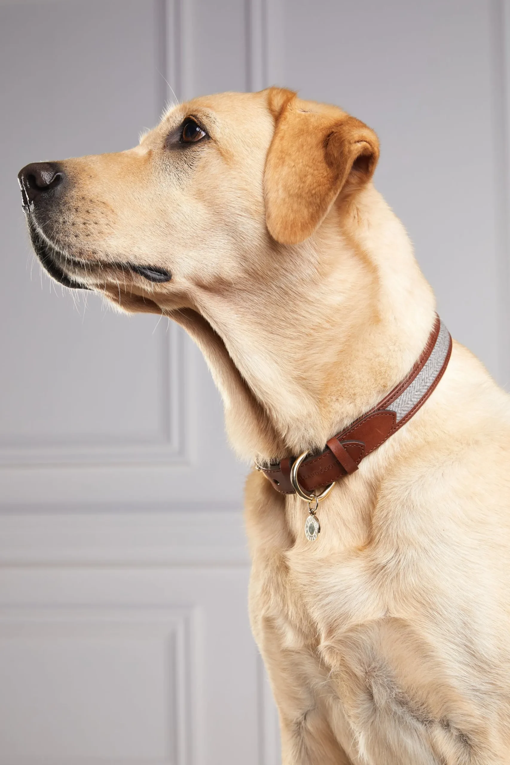 HC Classic Dog Collar